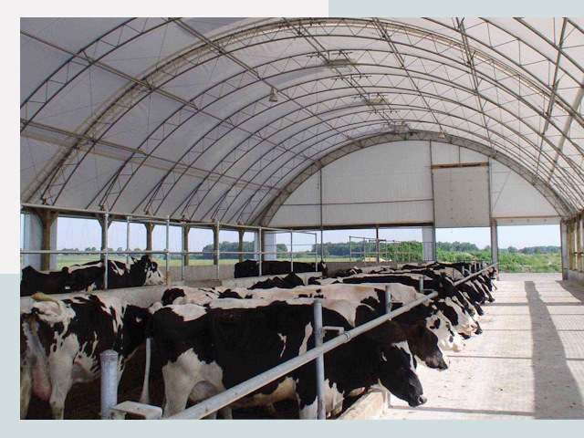 Тентовые коровники в Большом Камне